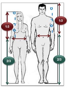פרופורציות גוף